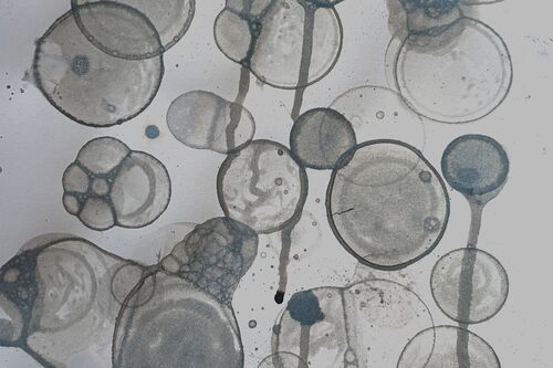 Bubble Print, Foto: Maimuna Kinteh
