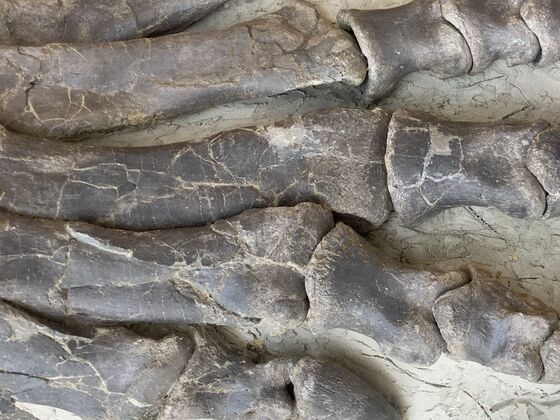 Die Künstlerinnen Karola Kaufmann, Frauke Roloff und Nika Schudel im Gespräch mit der Leiterin des Sauriermuseum Frick Andrea Oettl. Moderation: Michael Hiltbrunner
