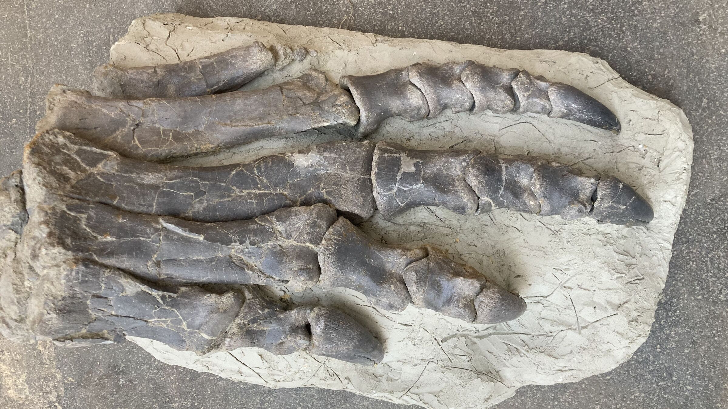 Sauriermuseum Frick. Der Fund aus dem Jahr 2014 zeigt die mächtigen, dreidimensional erhaltenen Zehen eines rund 7 Meter langen Exemplars. Diese Pflanzen fressenden Dinosaurier besiedelten die Region vor ca. 210 Millionen Jahren. Foto: Andrea Oettl.