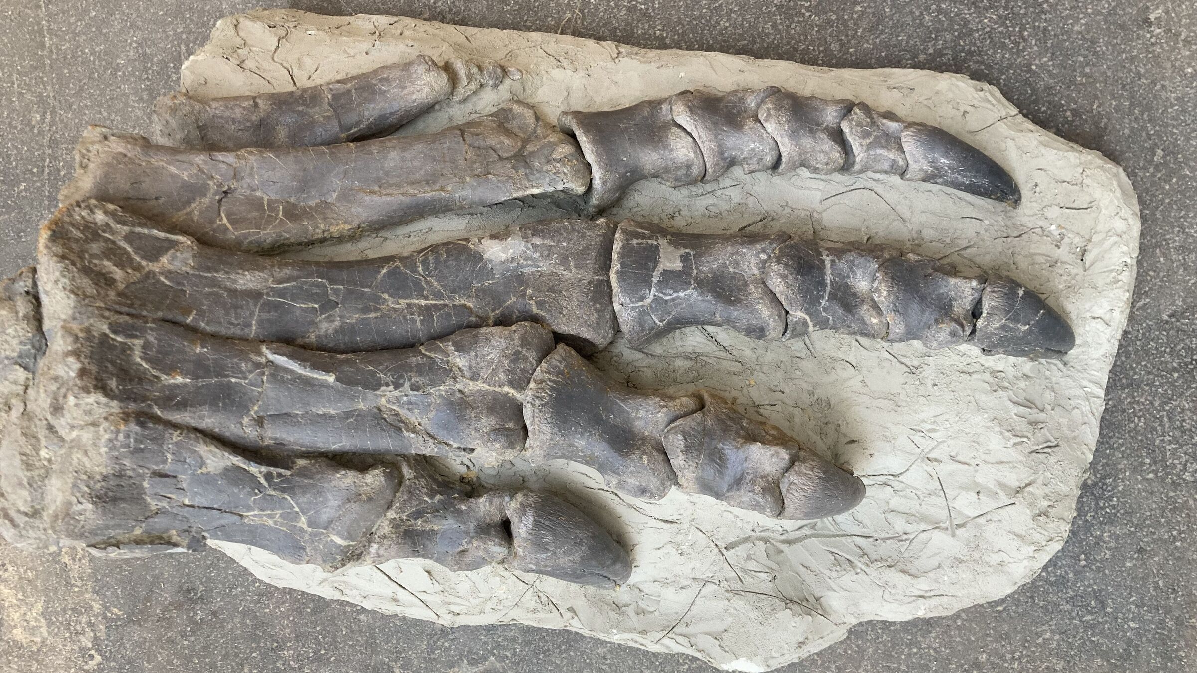 Fuss eines 7m langen Plateosauriers aus dem Sauriermuseum Frick mit mächtigen, dreidimensional gut erhaltenen Zehen. Fundjahr 2014. Plateosaurier waren Pflanzen fressende Dinosaurier, die vor rund 210 Millionen Jahren in der Region lebten. Sie waren 5-8m lang.