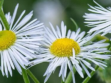 Einjähriges Berufkraut oder Erigeron annuus