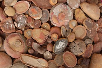 Versteinerte Fossilien