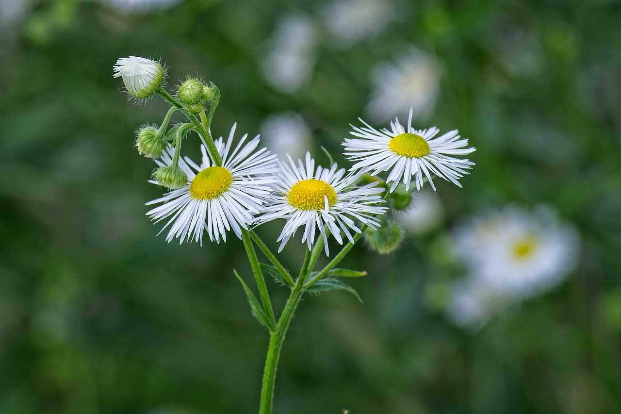 Einjähriges Berufkraut oder Erigeron annuus